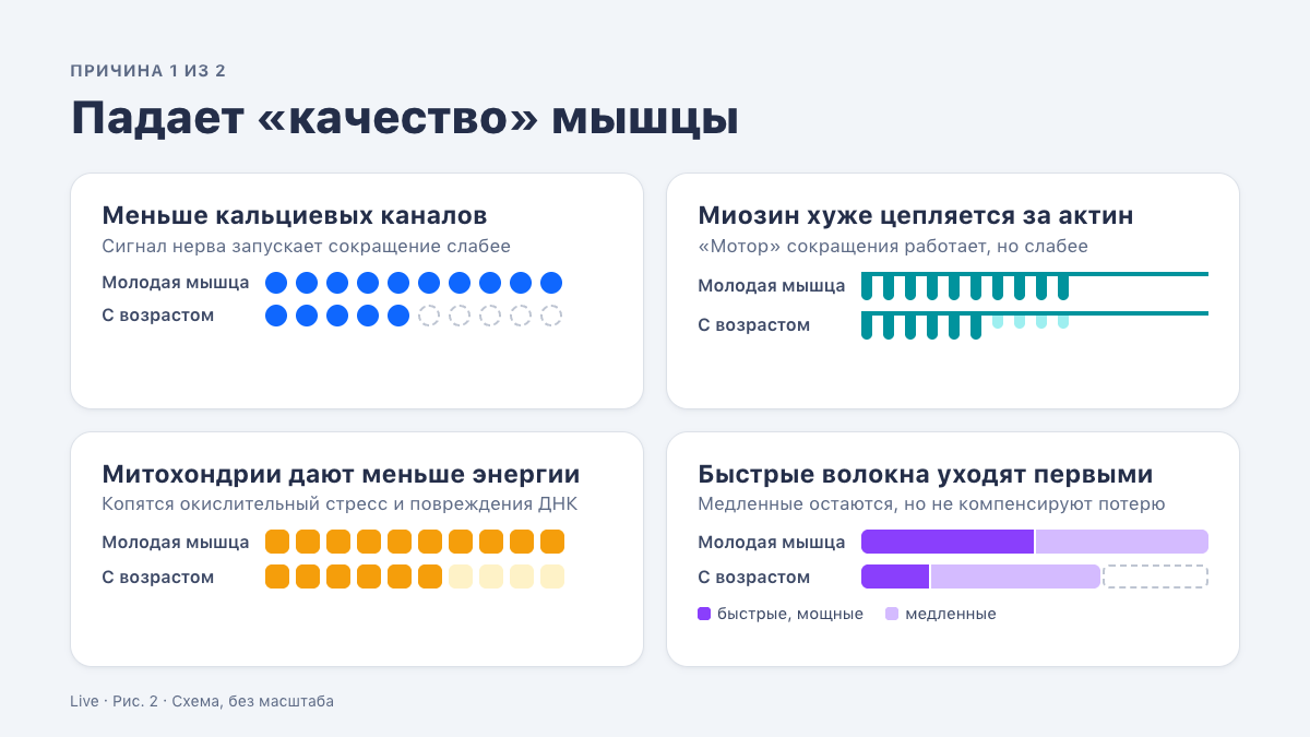 Четыре причины падения «качества» мышцы: кальциевые каналы, миозин, митохондрии, быстрые волокна