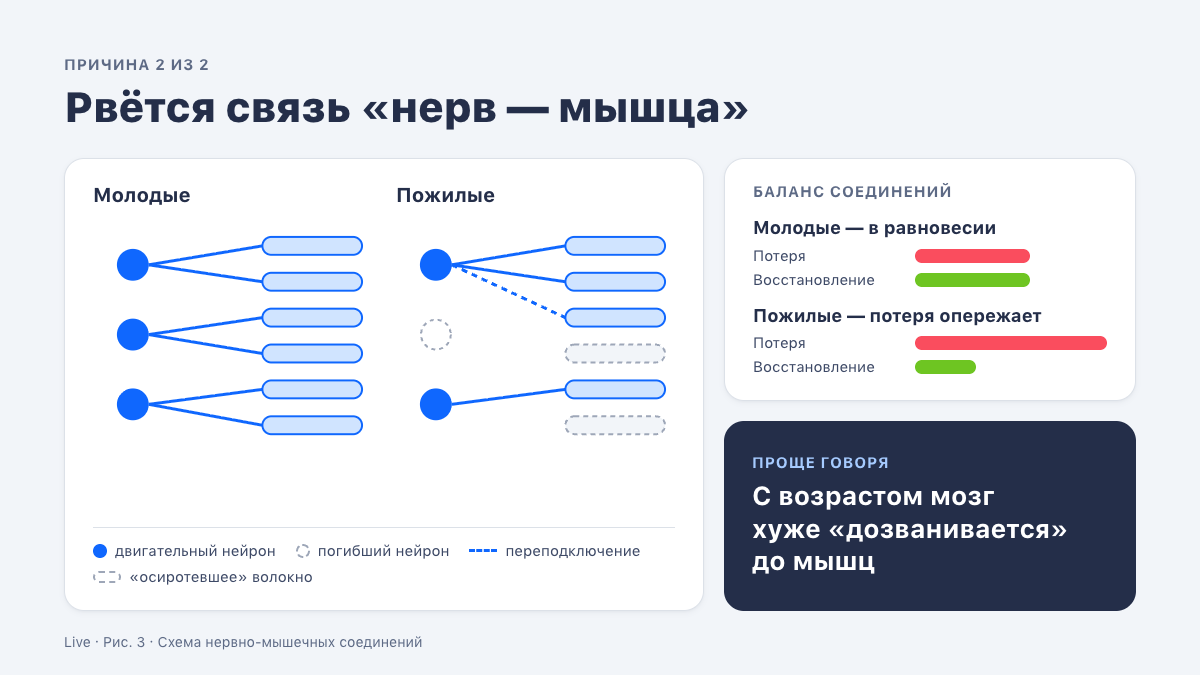Схема нервно-мышечных соединений у молодых и пожилых