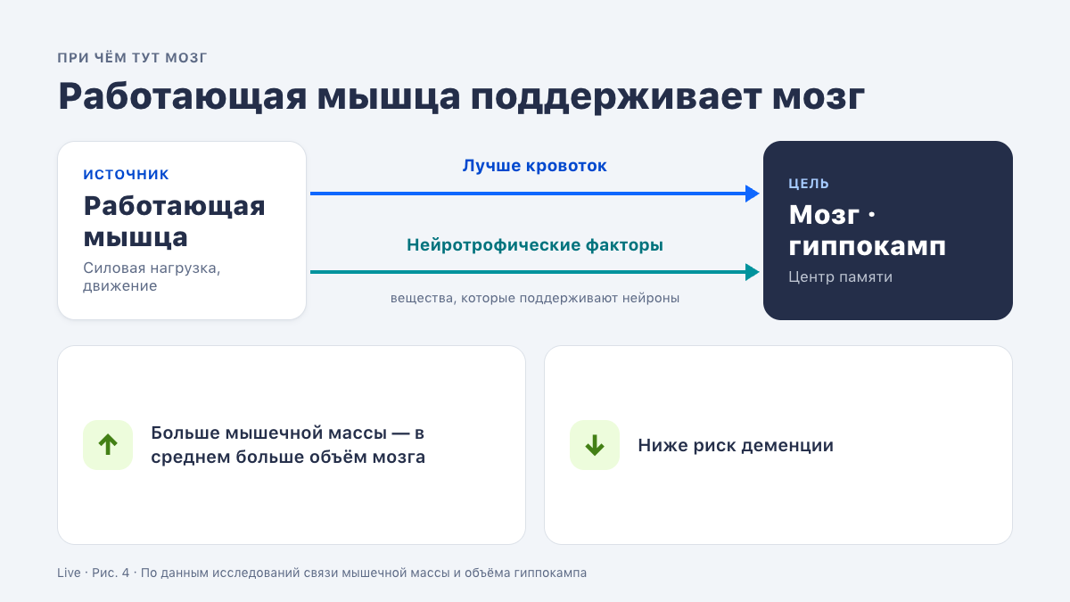 Работающая мышца улучшает кровоток и выделяет нейротрофические факторы, которые поддерживают гиппокамп